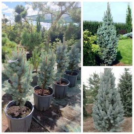 Ялина колюча (Picea pungens) "Iseli Fastigiate"/H 65-85  см/ С 12 L