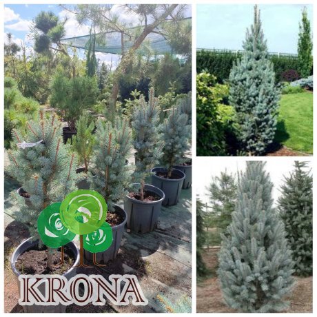 Саджанці купити Ялина колюча (Picea pungens) "Iseli Fastigiate"/H 65-85  см/ С 12 L