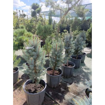 Саджанці купити Ялина колюча (Picea pungens) "Iseli Fastigiate"/H 65-85  см/ С 12 L
