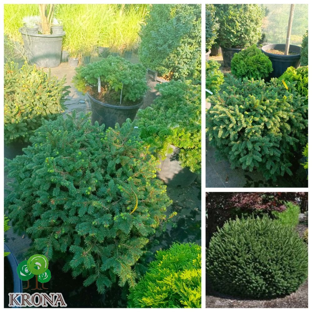 Саджанці купити Ялина звичайна " Пуміла Глаука" (Picea abies) "Pumila Glauca  /D 80-80 см/контейнер С 25L