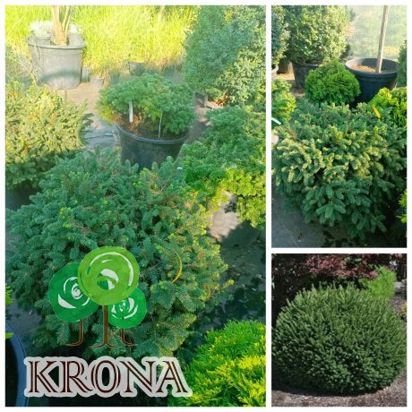 Саджанці купити Ялина звичайна " Пуміла Глаука" (Picea abies) "Pumila Glauca  /D 80-80 см/контейнер С 25L