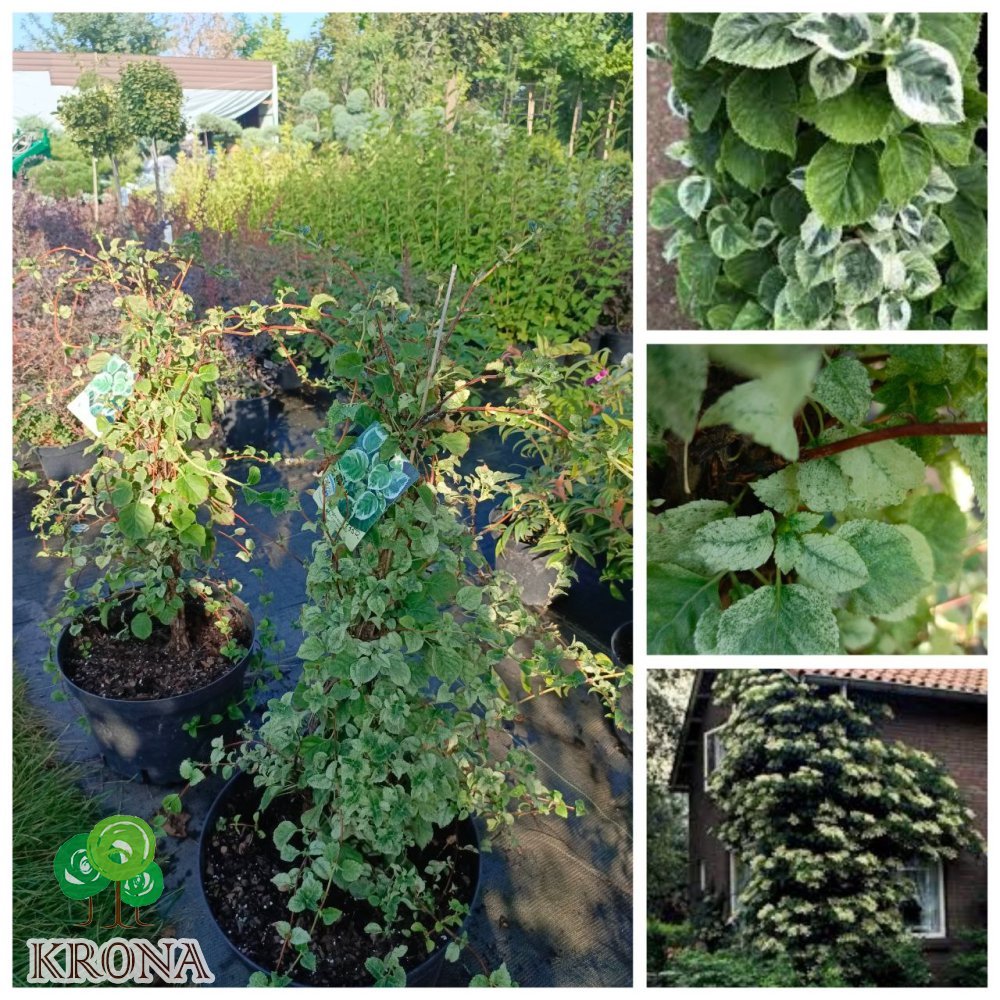Саджанці купити Гортензія черешкова "Тейк е Ченс" (Hydrangea petiolaris) "Take a Chance"/H 100-130 см/контейнер С25 L