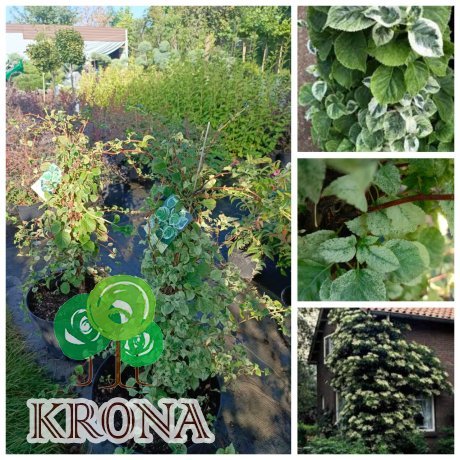 Саджанці купити Гортензія черешкова "Тейк е Ченс" (Hydrangea petiolaris) "Take a Chance"/H 100-130 см/контейнер С25 L