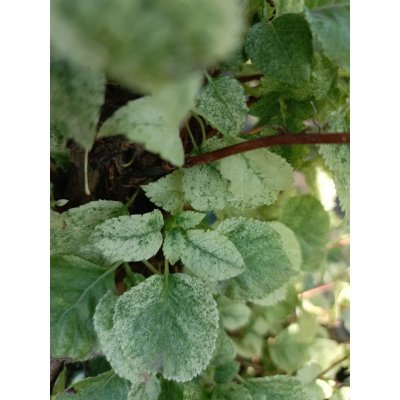 Саджанці купити Гортензія черешкова "Тейк е Ченс" (Hydrangea petiolaris) "Take a Chance"/H 100-130 см/контейнер С25 L