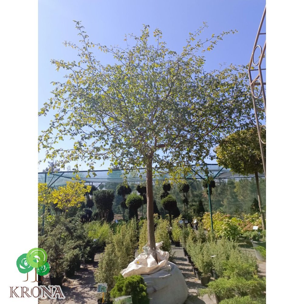 Саджанці купити Граб звичайний /штамб   (Carpinus betulus)/ Stam 200 см/НО 38-41 см/ контейнер