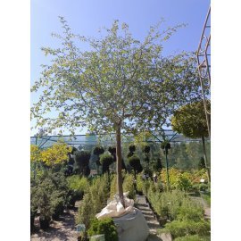 Граб звичайний /штамб   (Carpinus betulus)/ Stam 200 см/НО 38-41 см/ контейнер