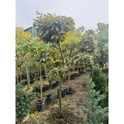 Саджанці купити Граб звичайний (Carpinus betulus) ниваки /Н 200-210 см/ ком