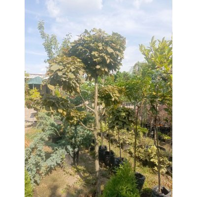 Саджанці купити Граб звичайний (Carpinus betulus) ниваки /Н 200-210 см/ ком