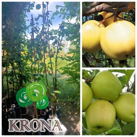 Саджанці купити Яблуня "Донешта" / 4 роки / контейнер С 7.5 L