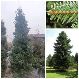 Ялиця біла (Abies alba) /Н 300-350 см/ ком