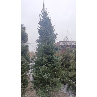 Саджанці купити Ялиця біла (Abies alba) /Н 300-350 см/ ком