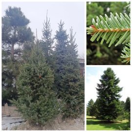 Ялиця біла (Abies alba) /Н 230-260 см/ ком Ялиця біла (Abies alba) /Н 230-260 см/ ком