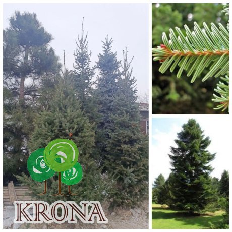 Саджанці купити Ялиця біла (Abies alba) /Н 230-260 см/ ком