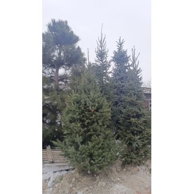 Саджанці купити Ялиця біла (Abies alba) /Н 230-260 см/ ком