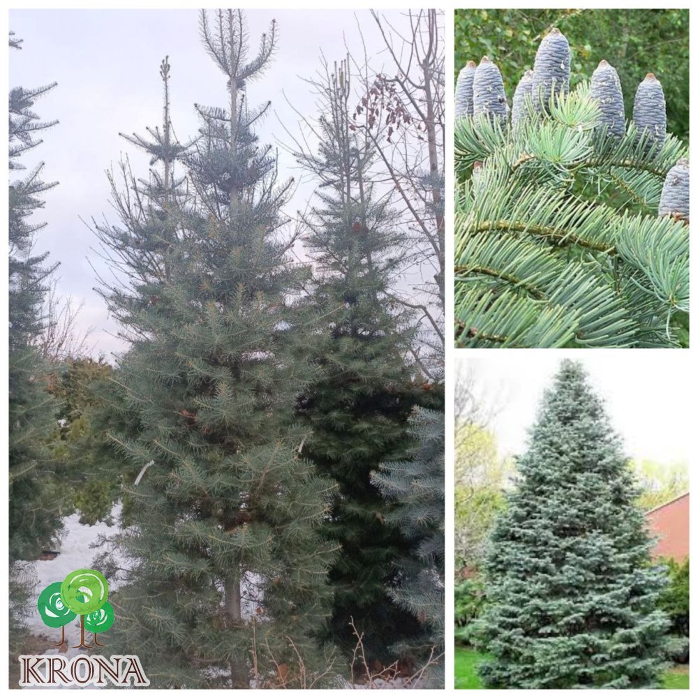Саджанці купити Ялиця одноколірна (Abies concolor) / H 300-400 см / ком