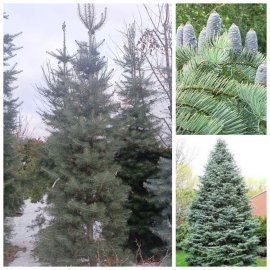 Ялиця одноколірна (Abies concolor) / H 300-400 см / ком