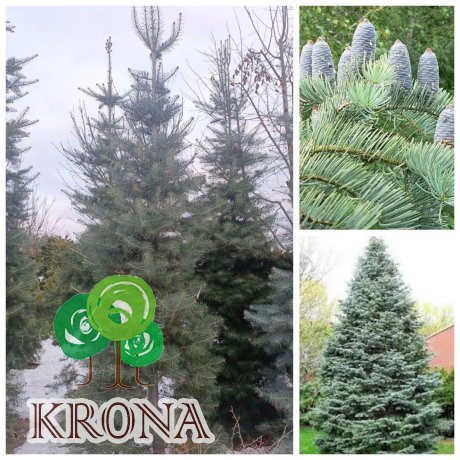 Саджанці купити Ялиця одноколірна (Abies concolor) / H 300-400 см / ком