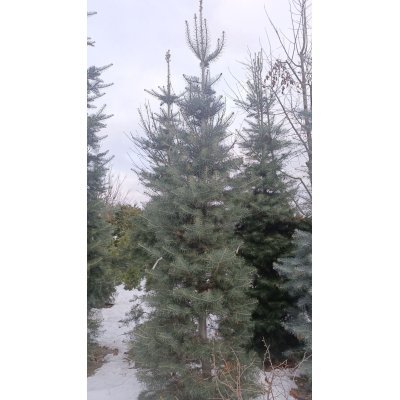 Саджанці купити Ялиця одноколірна (Abies concolor) / H 300-400 см / ком