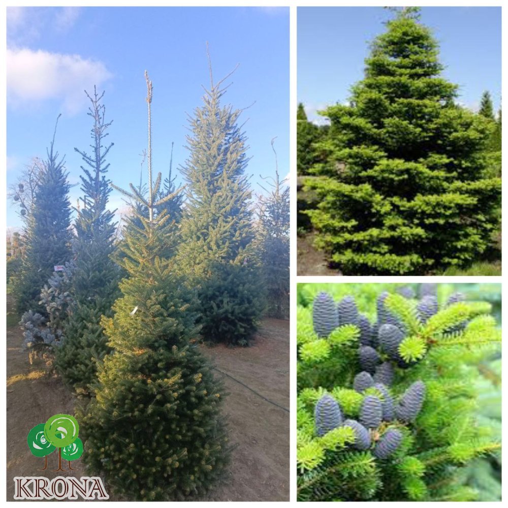 Саджанці купити Ялиця корейська (Abies koreana) / H 250 + см / ком