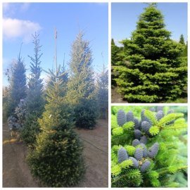 Ялиця корейська (Abies koreana) / H 250 + см / ком