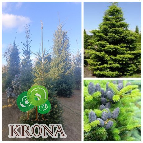 Саджанці купити Ялиця корейська (Abies koreana) / H 250 + см / ком