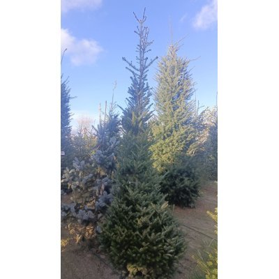 Саджанці купити Ялиця корейська (Abies koreana)  /H 300 см+/ ком