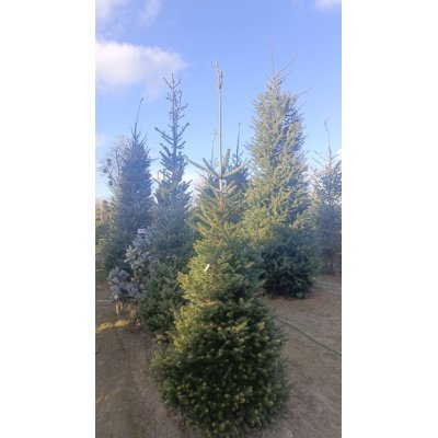 Саджанці купити Ялиця корейська (Abies koreana) / H 250 + см / ком