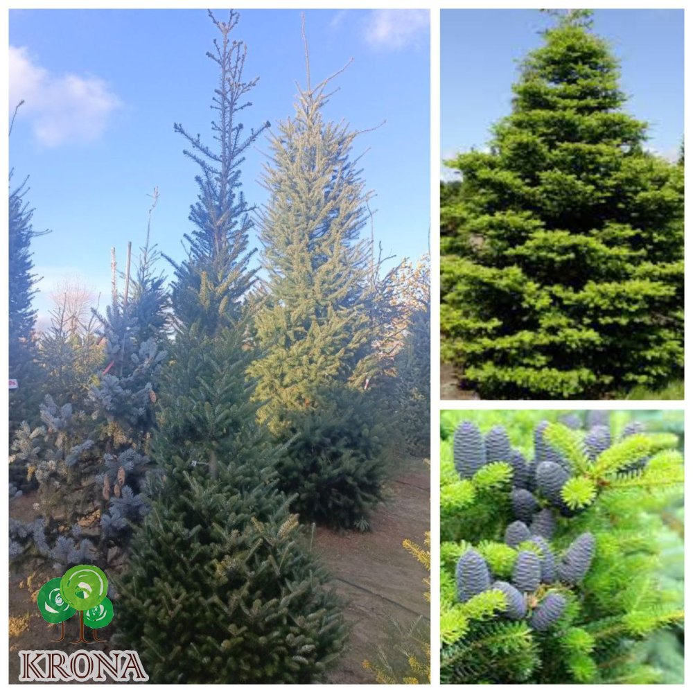 Саджанці купити Ялиця корейська (Abies koreana)  /H 300 см+/ ком