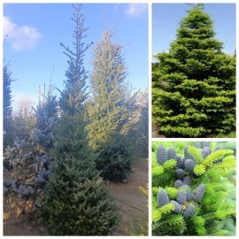 Ялиця корейська (Abies koreana)  /H 300 см+/ ком