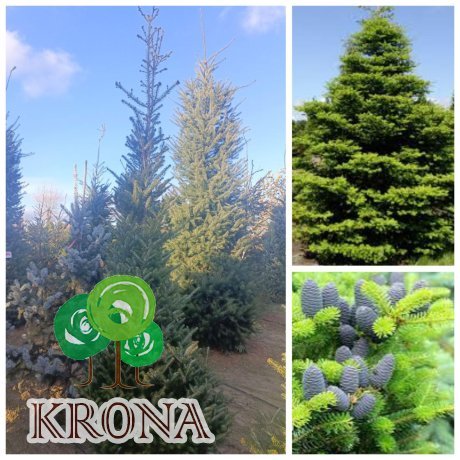 Саджанці купити Ялиця корейська (Abies koreana)  /H 300 см+/ ком