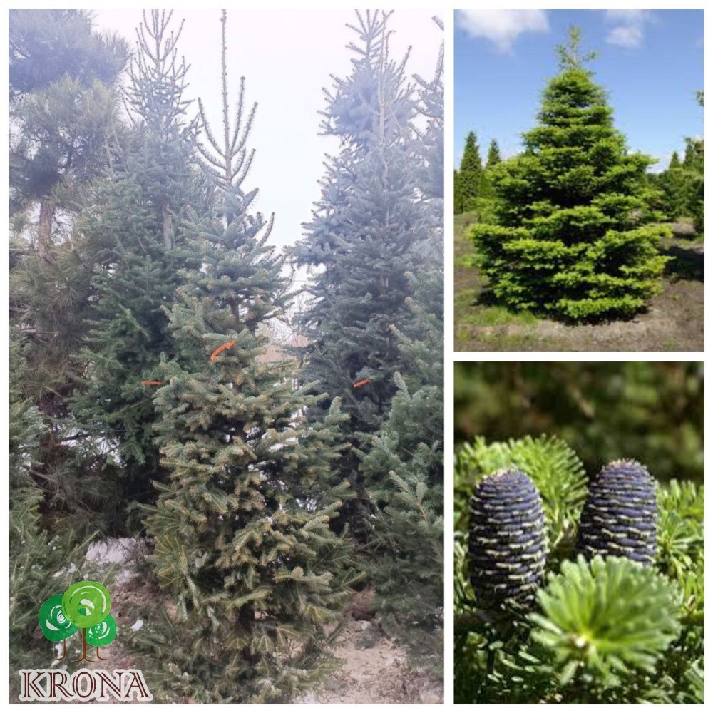 Саджанці купити Ялиця корейська (Abies koreana) / H 250+ см / ком