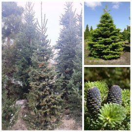 Ялиця корейська (Abies koreana) / H 250+ см / ком Ялиця корейська (Abies koreana) / H 250+ см / ком