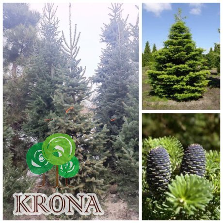 Саджанці купити Ялиця корейська (Abies koreana) / H 250+ см / ком