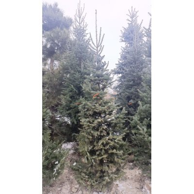Саджанці купити Ялиця корейська (Abies koreana) / H 250+ см / ком