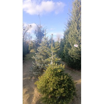 Саджанці купити Ялиця корейська (Abies koreana) / H 170+ см / ком