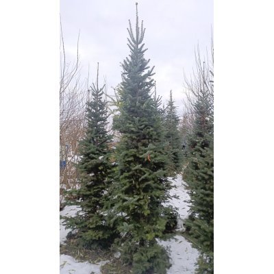 Саджанці купити Ялиця корейська (Abies koreana) / H 300+ см / ком