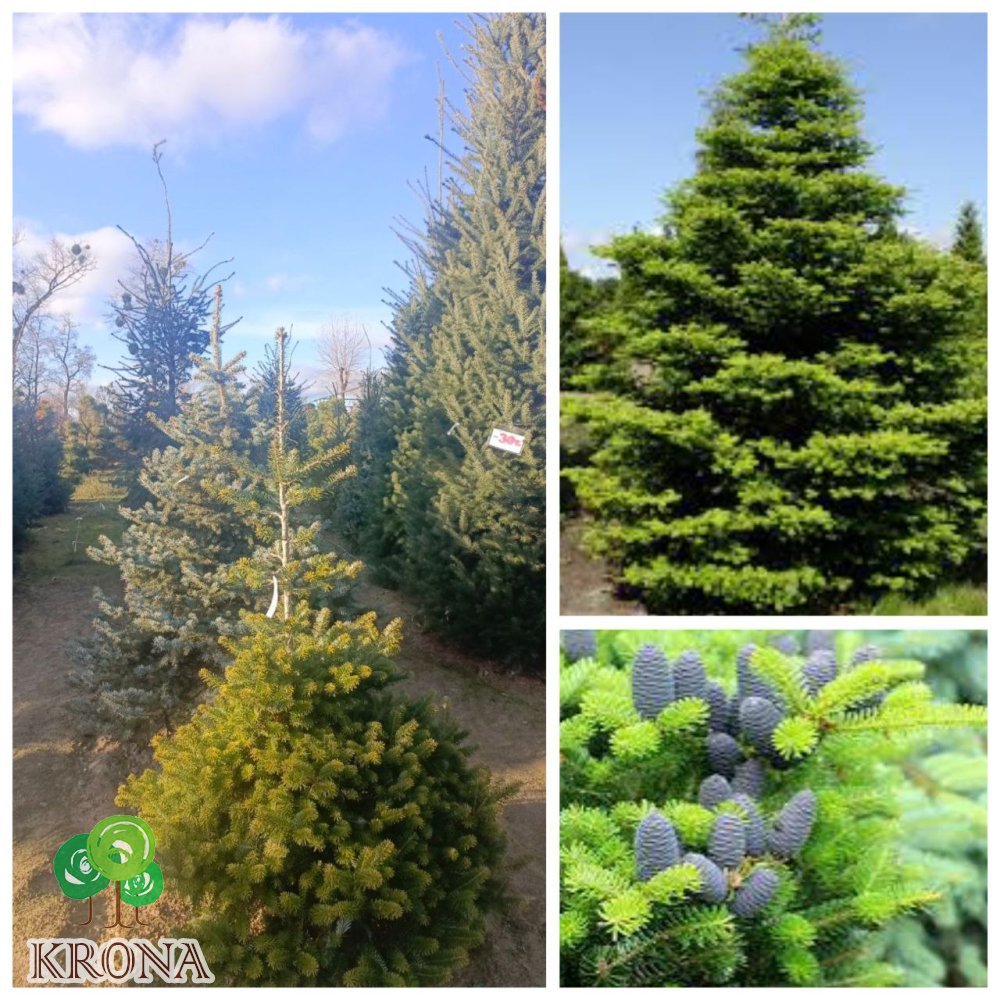 Саджанці купити Ялиця корейська (Abies koreana) / H 170+ см / ком