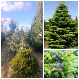 Ялиця корейська (Abies koreana) / H 170+ см / ком