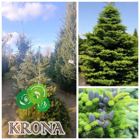 Саджанці купити Ялиця корейська (Abies koreana) / H 170+ см / ком