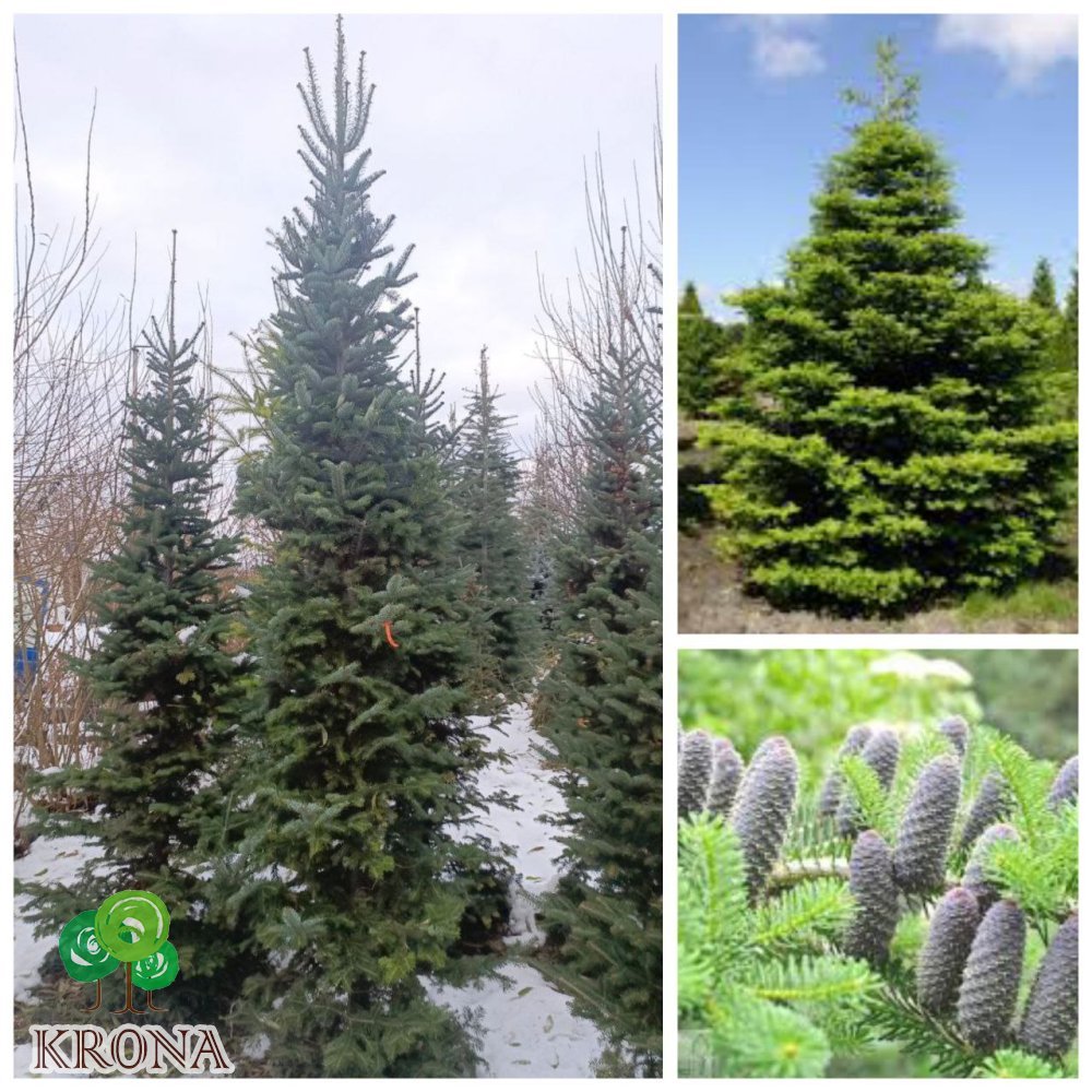 Саджанці купити Ялиця корейська (Abies koreana) / H 300+ см / ком