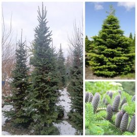 Ялиця корейська (Abies koreana) / H 300+ см / ком