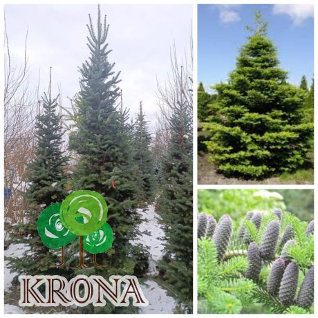 Саджанці купити Ялиця корейська (Abies koreana) / H 300+ см / ком