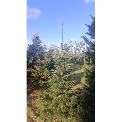 Саджанці купити Ялиця Нордмана / Кавказька (Аbies nordmanniаna) /Н 230-250 см +/ ком