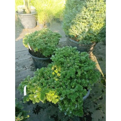 Саджанці купити Ялиця корейська Тундра (Abies koreana) Tundra /H 25-35 см/D 60*70 см/ контейнер C 35 L