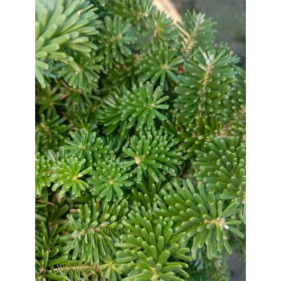 Саджанці купити Ялиця корейська Тундра (Abies koreana) Tundra /H 25-35 см/D 60*70 см/ контейнер C 35 L