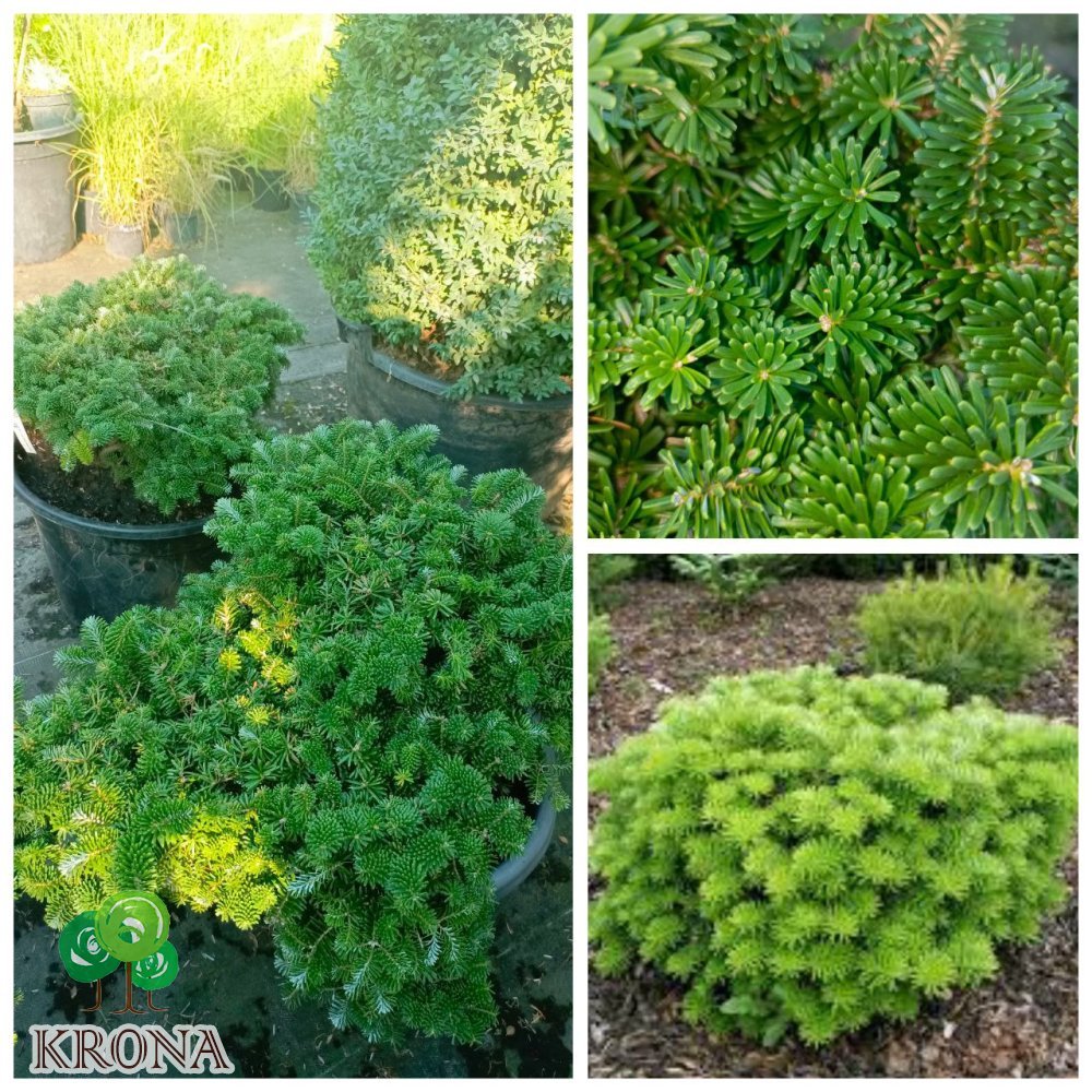 Саджанці купити Ялиця корейська Тундра (Abies koreana) Tundra /H 25-35 см/D 60*70 см/ контейнер C 35 L