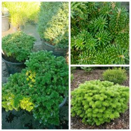 Ялиця корейська Тундра (Abies koreana) Tundra /H 25-35 см/D 60*70 см/ контейнер C 35 L