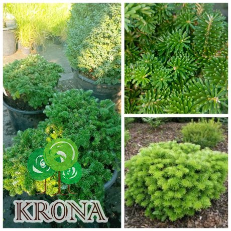Саджанці купити Ялиця корейська Тундра (Abies koreana) Tundra /H 25-35 см/D 60*70 см/ контейнер C 35 L