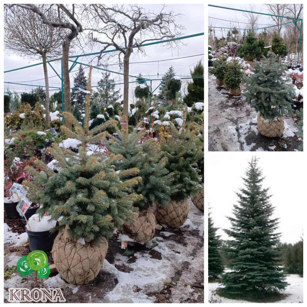 Саджанці купити Ялина колюча форма блакитна (Picea pungens f. glauca) / H 90-120 см / ком