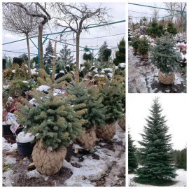 Ялина колюча форма блакитна (Picea pungens f. glauca)/H 80-120 см/ком